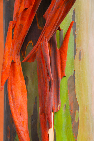 Illustration for article titled These Eucalyptus Trees Look Like They Are Made Of Crayons